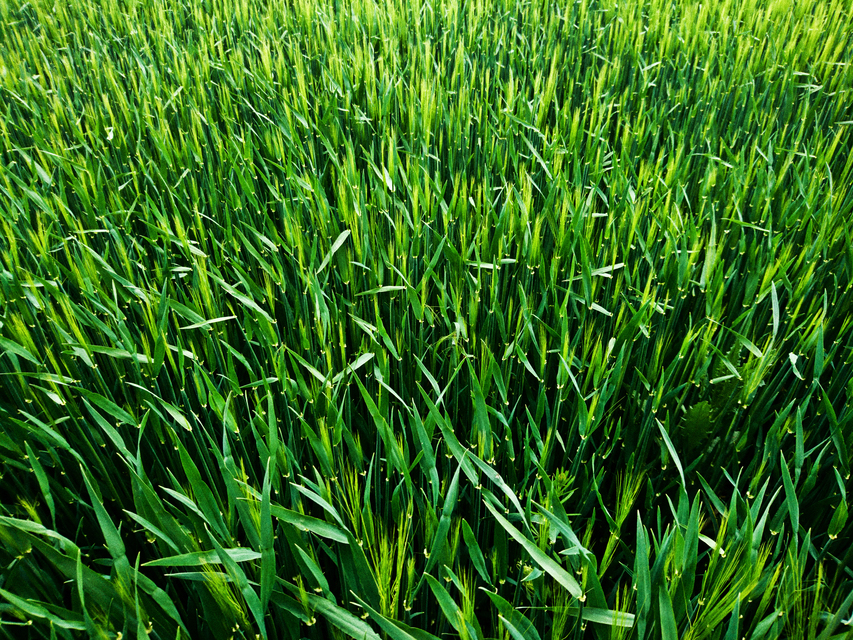 Green Culms I - ID 011000