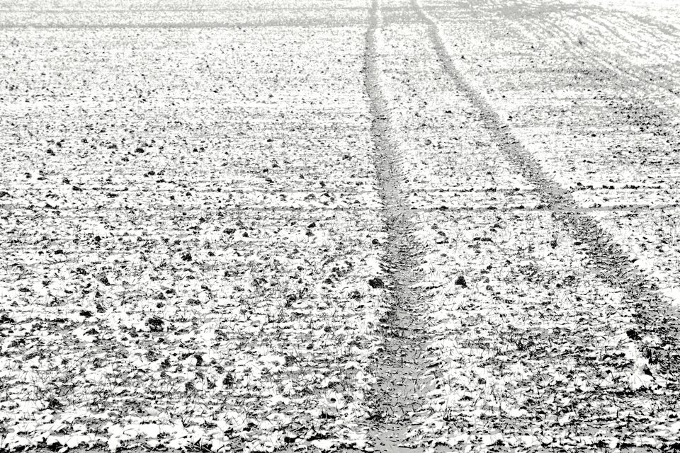 Snow on empty Field - ID 011024