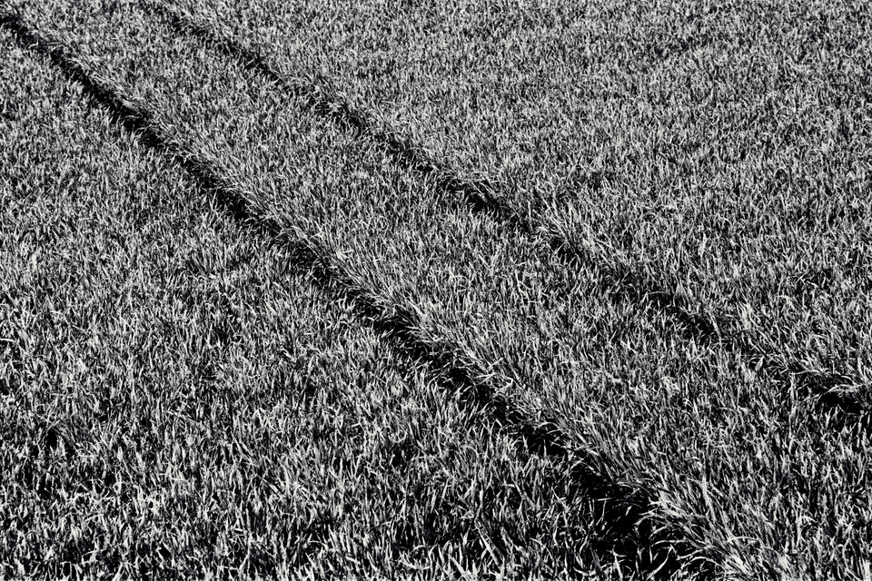 Traces in Field - ID 011030