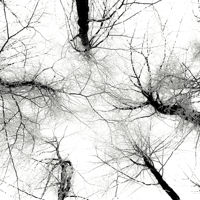 Flash Trees - ID 011047