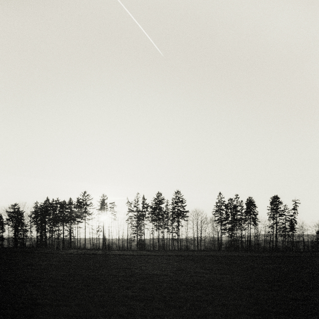 Sun behind Trees I - ID 011048