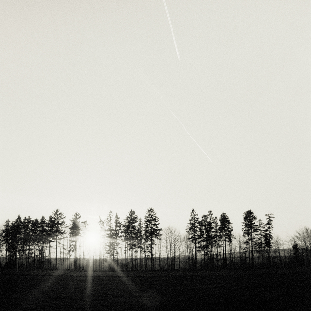 Sun behind Trees II - ID 011049