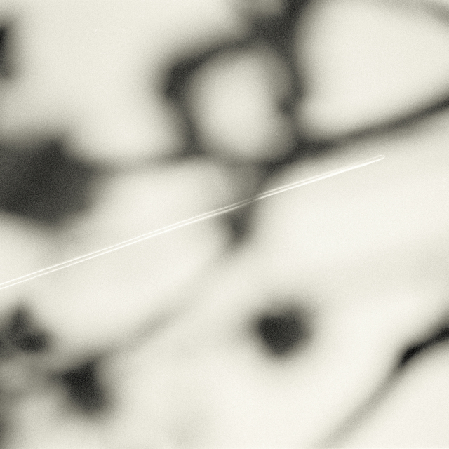 Behind Branches - ID 011050