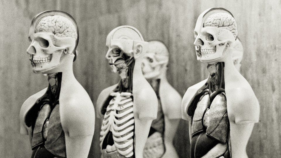 Anatomy II - ID 011053