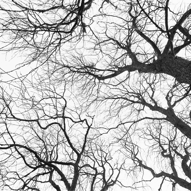 Winter Trees II - ID 011065