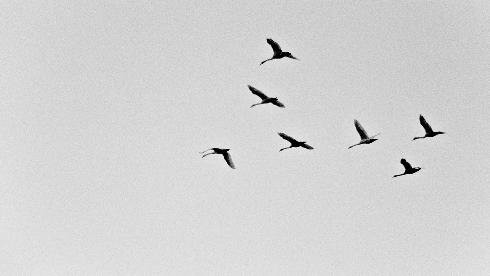 Swans III - ID 011071