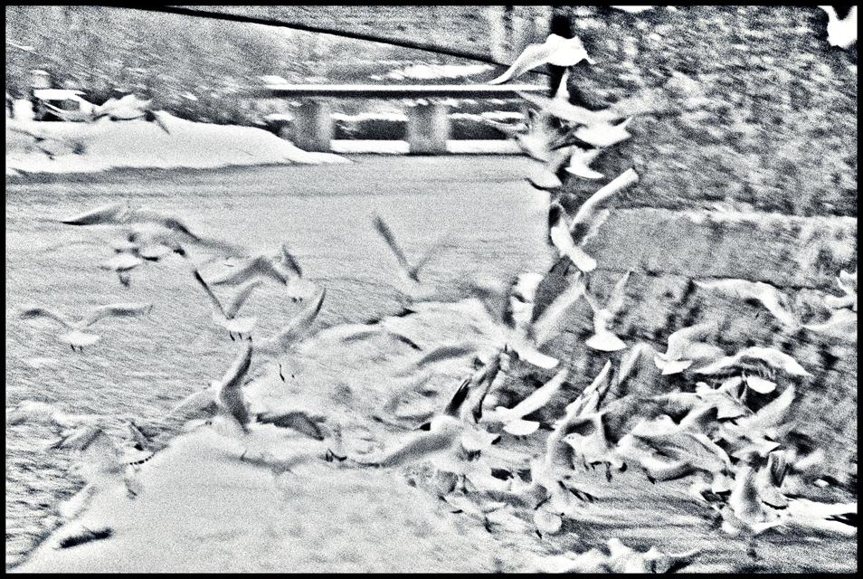 Danube Birds - ID 011080