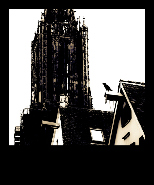 Minster behind Sparrow - ID 011182