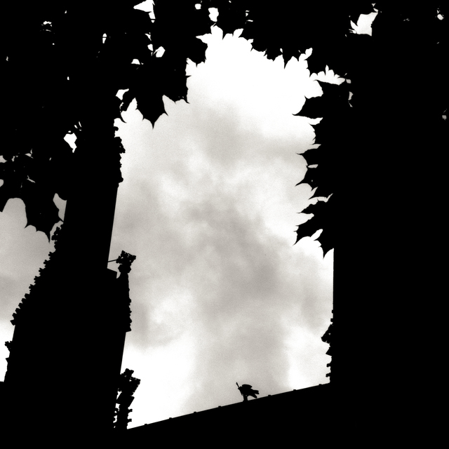 Sparrow on Minster IV - ID 011194