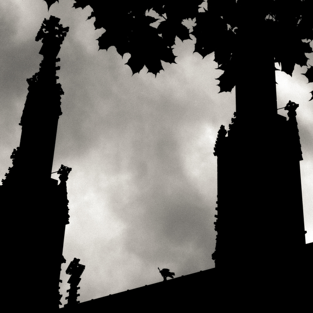 Sparrow on Minster V - ID 011195