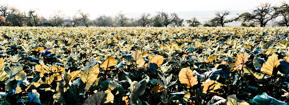 November Field I - ID 011213