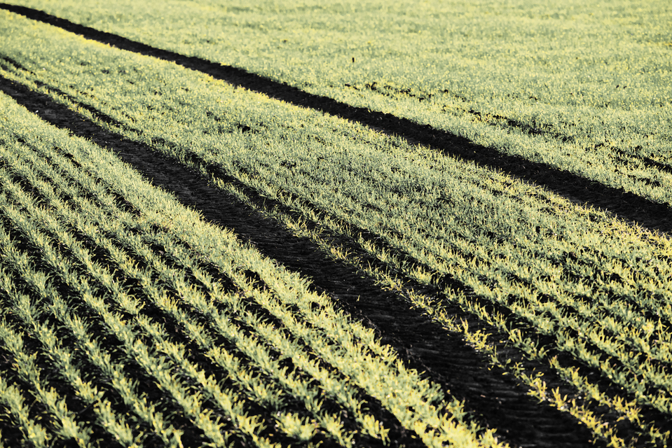 November Field II - ID 011214