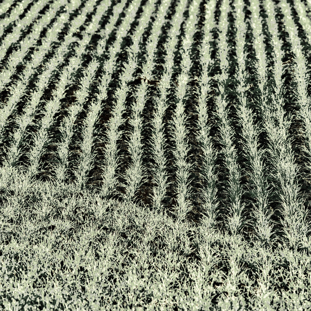 November Field III - ID 011215