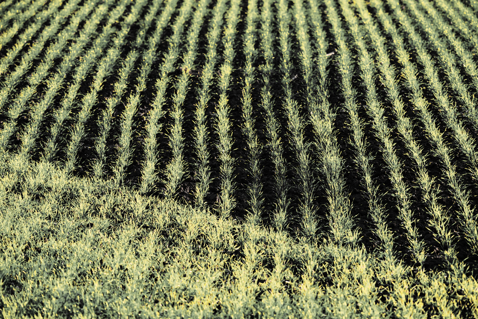 November Field IV - ID 011216