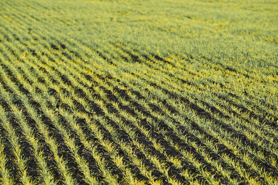 November Field V - ID 011217