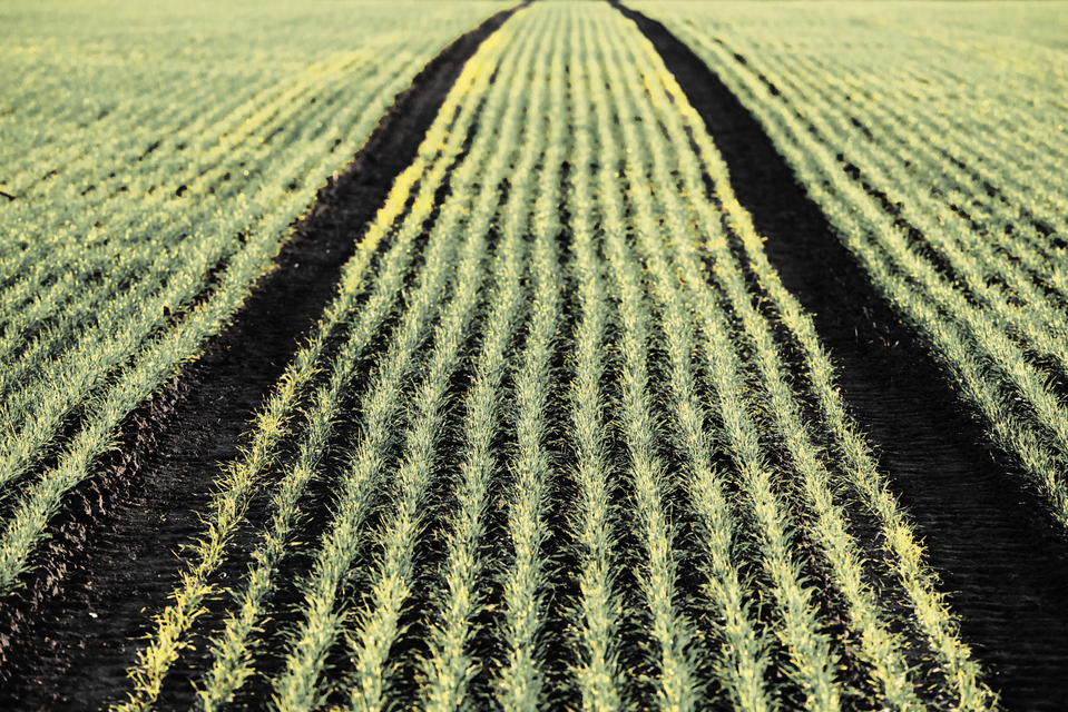 November Field VI - ID 011218