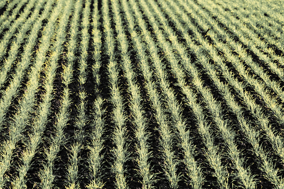 November Field VII - ID 011219