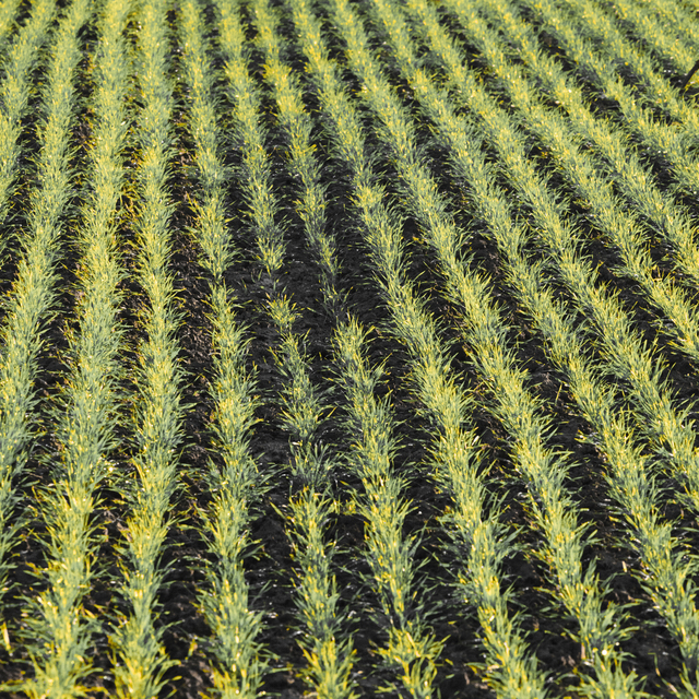 November Field IX - ID 011221