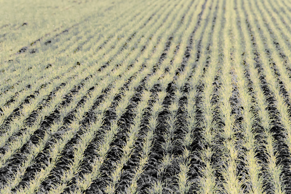 November Field X - ID 011222