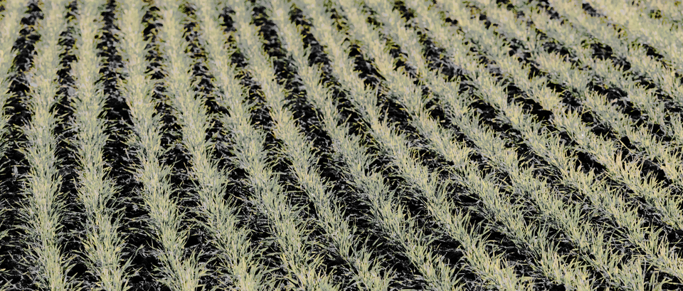 November Field XI - ID 011223