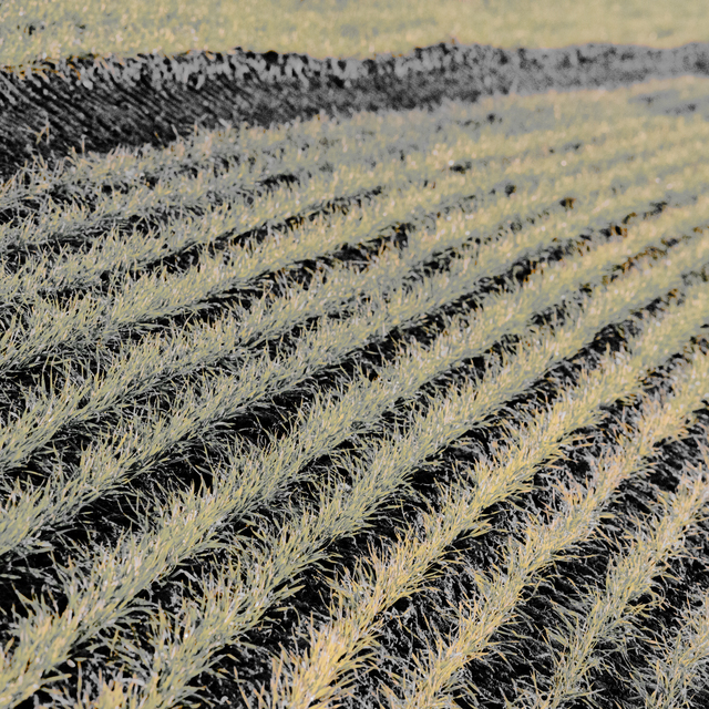 November Field XII - ID 011224