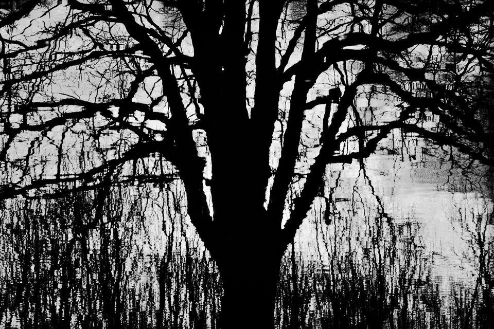 Trees Reflecting in Water II - ID 011244