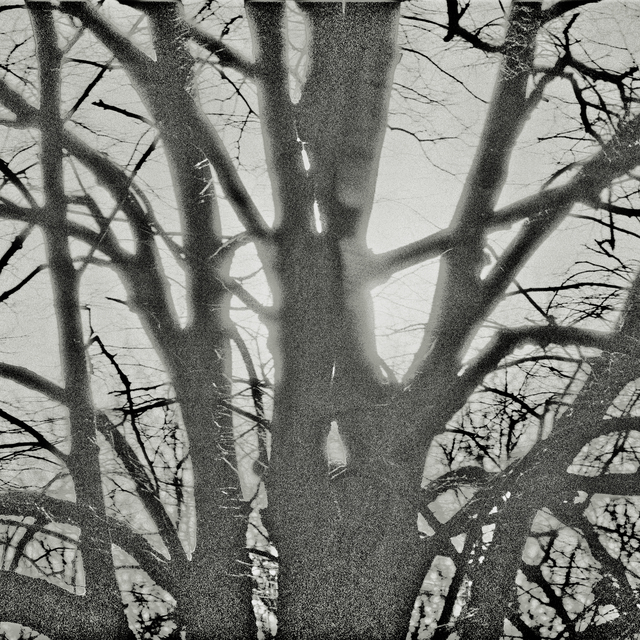 Trees Reflecting in Water III - ID 011245