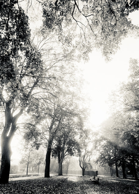 AU Trees I - ID 011267