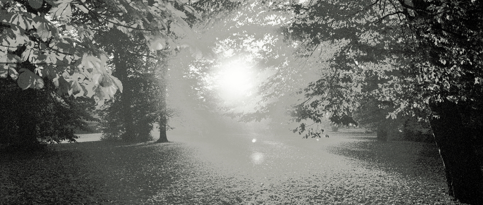 AU Trees II - ID 011268