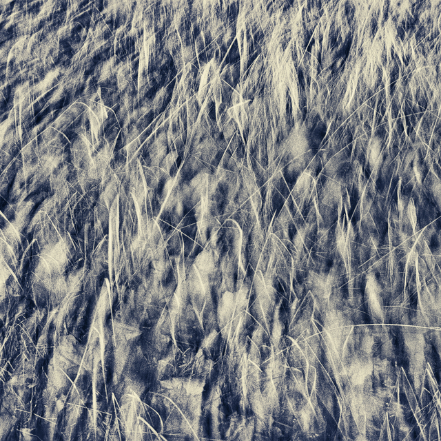 Grass in Wind - ID 011273
