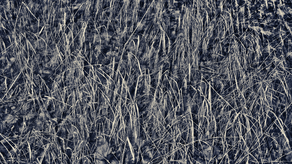 Grass between Leaves - ID 011274