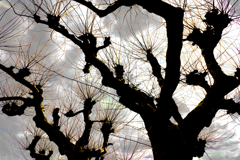 Plane Trees II - ID 011341