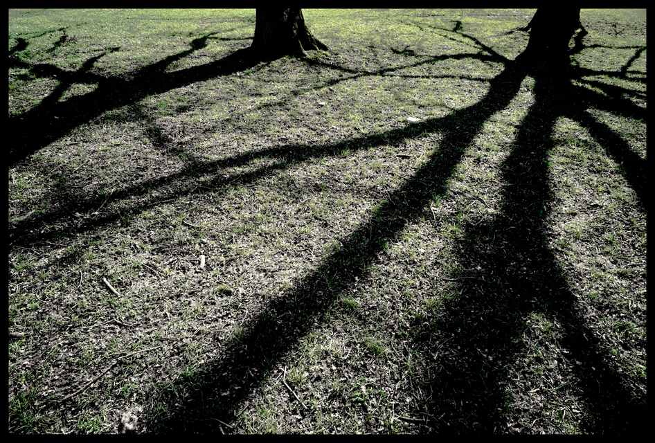 Under Trees II - ID 011344