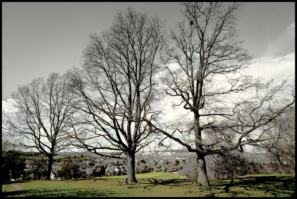 Three Grey Trees - ID 011346