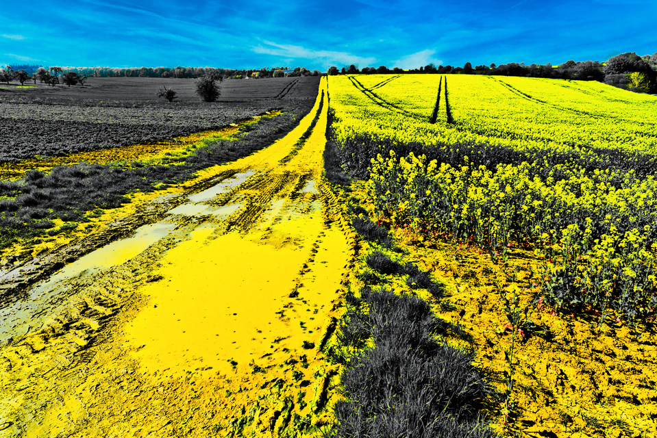 Rapeseed on the Right II - ID 011464