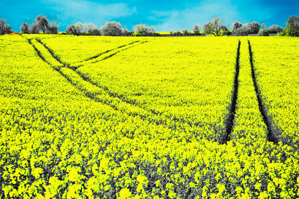 Rapeseed II - ID 011465