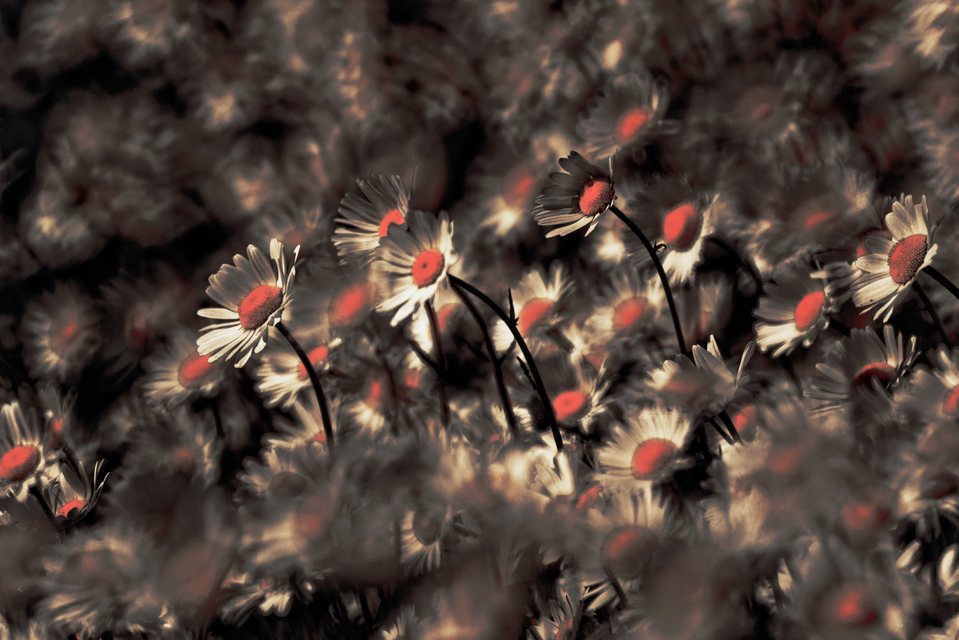 Dark Daisies I - ID 011616