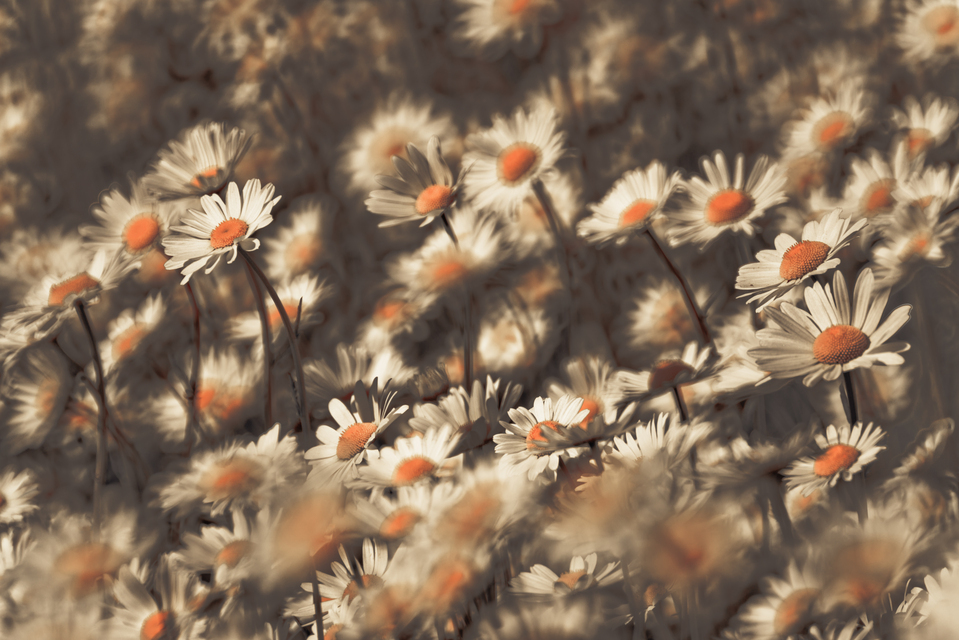 Dark Daisies II - ID 011617