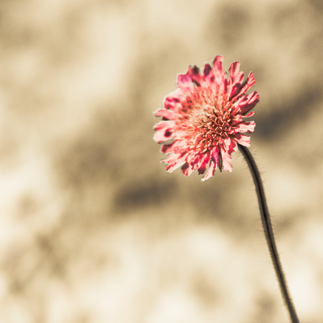 Wrong Color - ID 011618