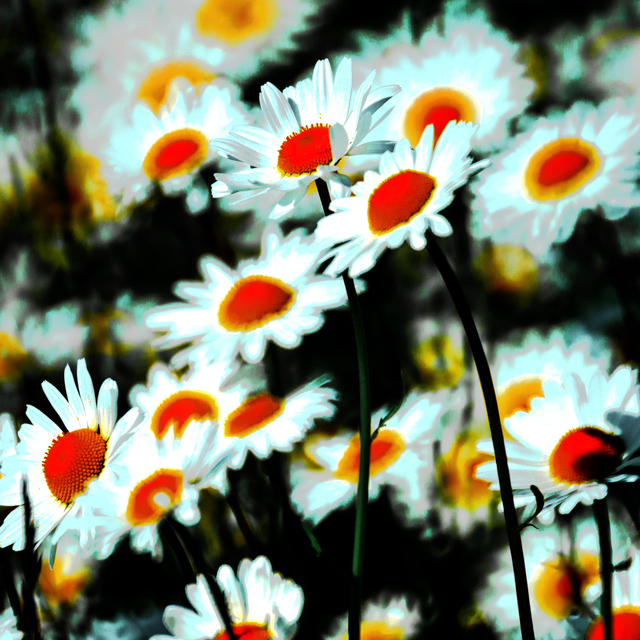 Daisies on Black I - ID 011619