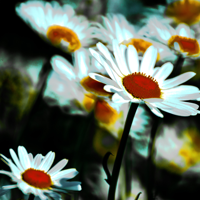 Daisies on Black II - ID 011620