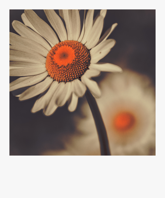 Daisies on Brown - ID 011621