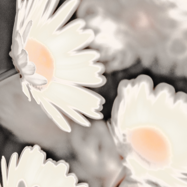 Daisies in Sunlight - ID 011623