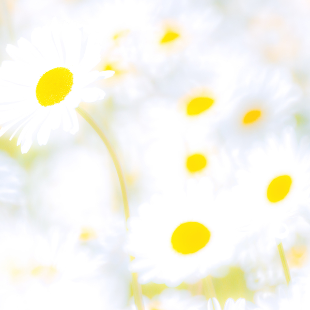 Daisies flooded with Sunlight - ID 011624