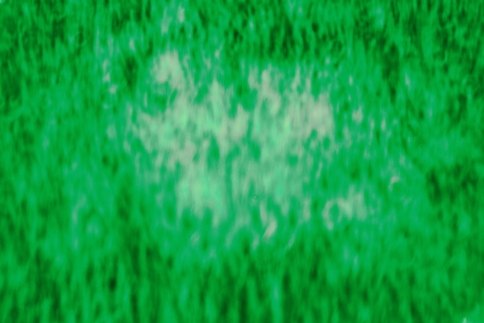 Green Field I - ID 011625