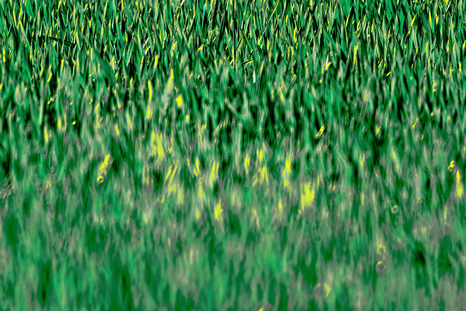 Green Field II - ID 011626