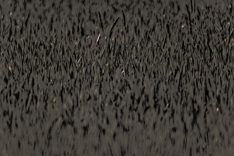 Green Field IV - ID 011628