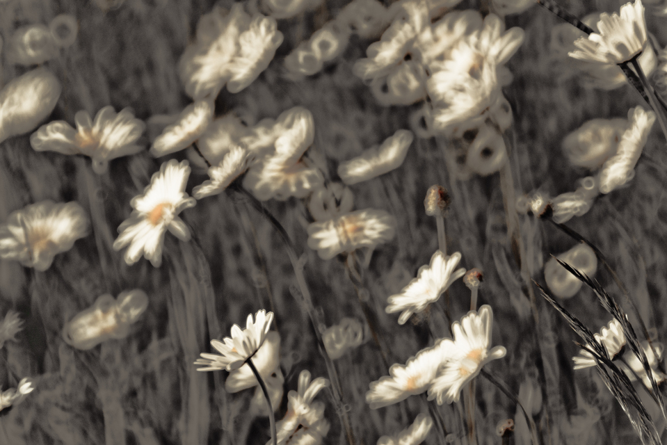 Daisies on Grey - ID 011629