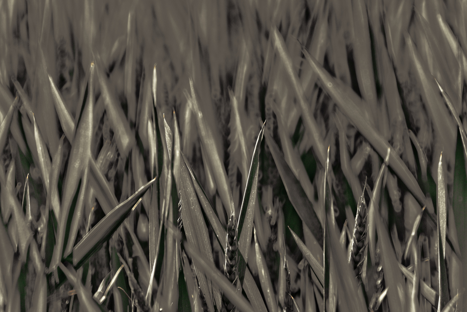 Green Field V - ID 011630