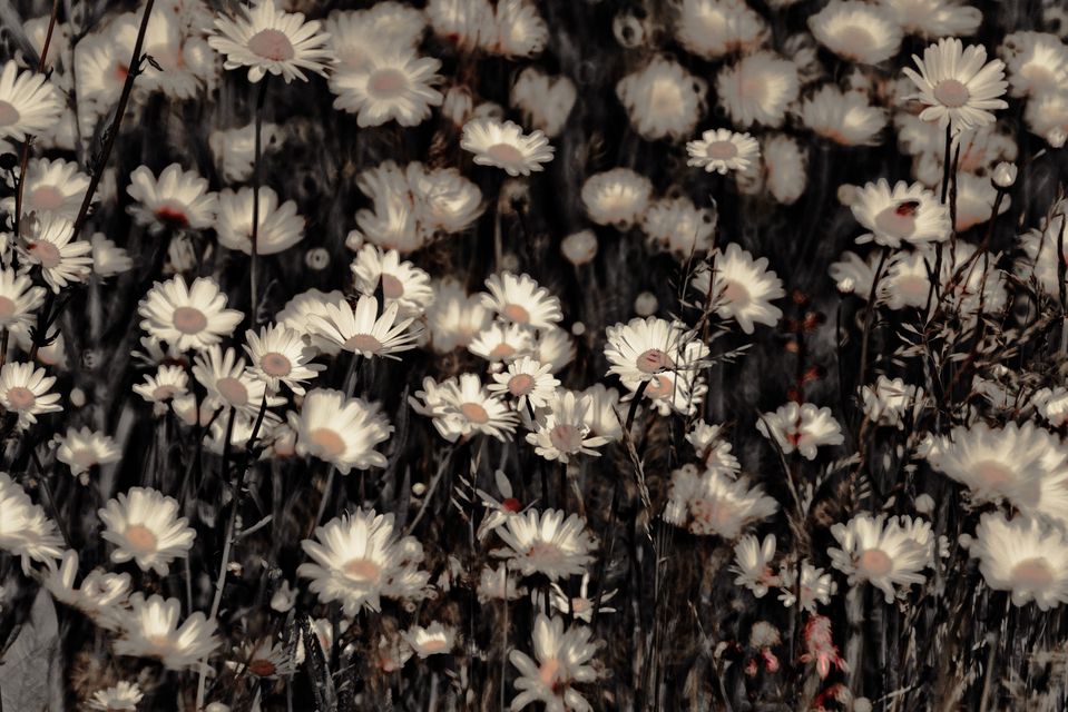 Daisies on Black III - ID 011631